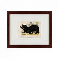 картина: two ursine sloths, or sloth bears, 1830 в Энгельсе