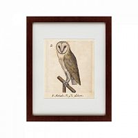 картина: one owl, 1560 в Энгельсе