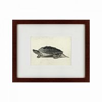 картина: a hand-painted illustration of a burmese roofed turtle, 1873 в Энгельсе
