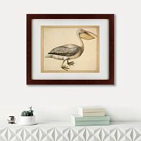 картина: a european pelican, 1635г. в Энгельсе