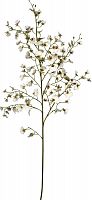 декор oncidium orchid в Энгельсе