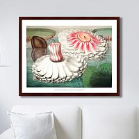 картина: water lily during bloom, 1870г. в Энгельсе