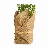 растение декоративное potted herb polini в Энгельсе
