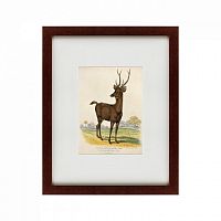 картина: a rusa deer, 1830 в Энгельсе