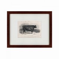 картина: a devon bull, 1849 в Энгельсе