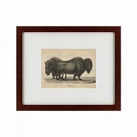 картина: bison, 1828 в Энгельсе