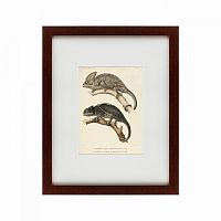 картина: des reptiles, 1705 в Энгельсе