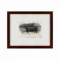 картина: a devon steer, 1869 в Энгельсе