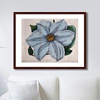 картина: exotic plants of the world №13, 1815г. в Энгельсе
