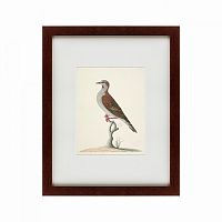 картина: the brown bird в Энгельсе