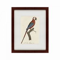 картина: ara macao (scarlet macaw), 1801 в Энгельсе