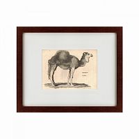 картина: arabian camel, 1809 в Энгельсе