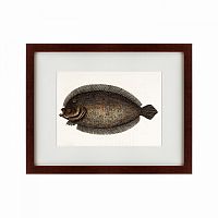 картина: sole fish, 1722 в Энгельсе