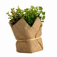 растение декоративное potted herb kolina в Энгельсе