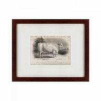 картина: a short horned bull, 1849 в Энгельсе
