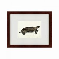 картина: a hand-painted illustration of an arakan forest turtle, 1872 в Энгельсе