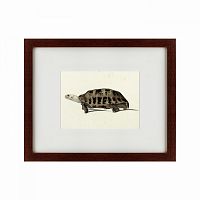 картина: a hand-painted illustration of an elongated tortoise, 1873 в Энгельсе