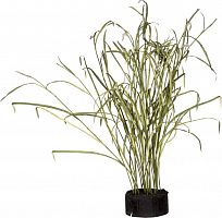 декор reeds and leaves в Энгельсе
