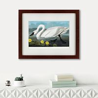 картина: common american swan, 1838 в Энгельсе