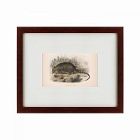 картина: armadillo, 1860 в Энгельсе