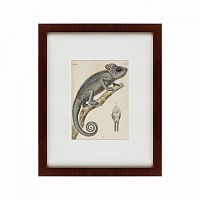 картина: chameleon, 1706 в Энгельсе