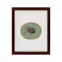 картина: spider, 1690 в Энгельсе