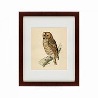 картина: brown owl, 1760 в Энгельсе