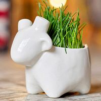 набор для выращивания eco овечка в Энгельсе