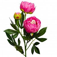 пион розовый 64 см (24) в Энгельсе