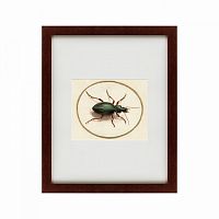 картина: beetle, 1700 в Энгельсе