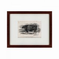 картина: a short horned steer, 1849 в Энгельсе