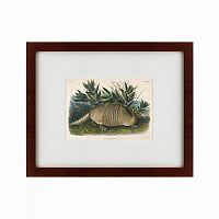 картина: armadillo (dasypus peba), 1848 в Энгельсе