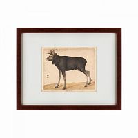 картина: moose, 1560 в Энгельсе