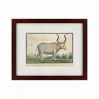 картина: cape ox, 1778 в Энгельсе