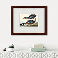 картина: blue-winged teal, 1836 в Энгельсе