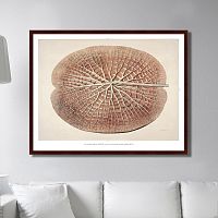 картина: leaf of a gigantic water lily, 1870г. в Энгельсе