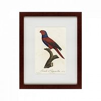 картина: perruche a chaperon bleu, 1801 в Энгельсе